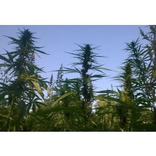 Konopljin paket proti NESPEČNOSTI