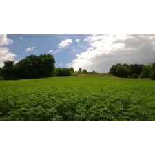 Konopljin cvet, sušeni vršički jedilne konoplje  0,5 kg