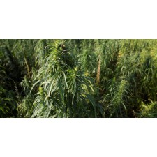 Essbarer Cannabistee