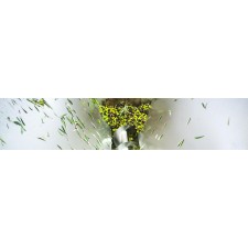 Stiskalnica za olive Miniolive 50 prof