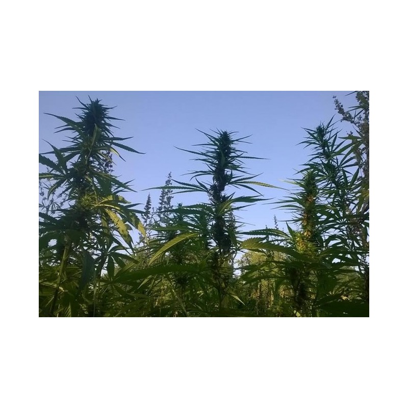 Cannabis-Paket gegen Schlaflosigkeit